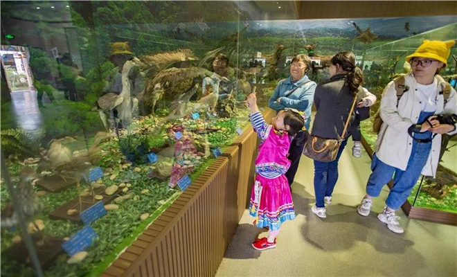 楚雄州博物館 楚雄州博物館